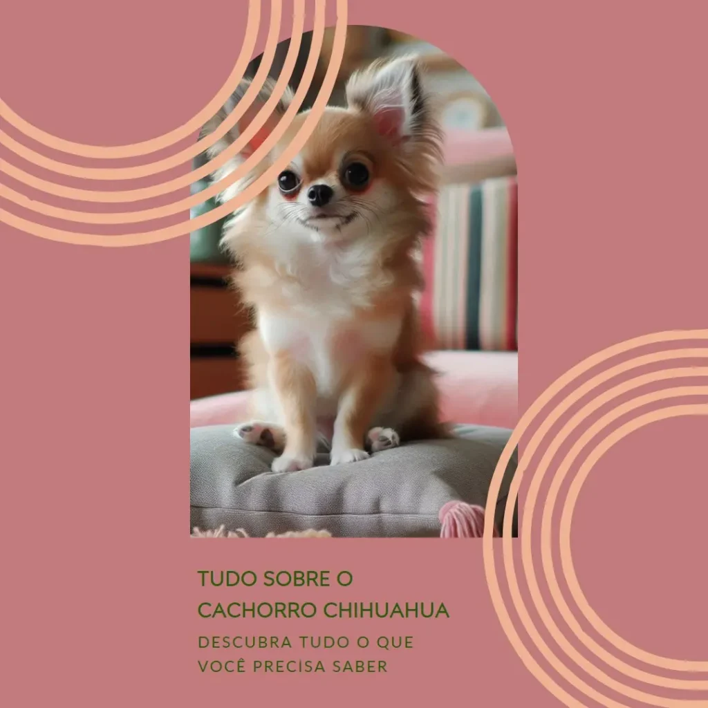 Tudo o que Você Precisa Saber Sobre Cachorro Chihuahua