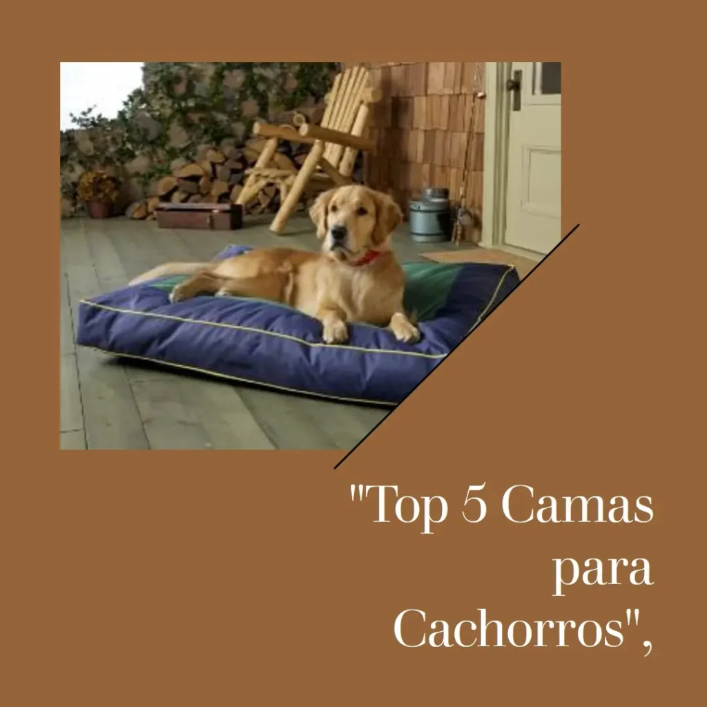 Top 5 cama cachorro pequeno