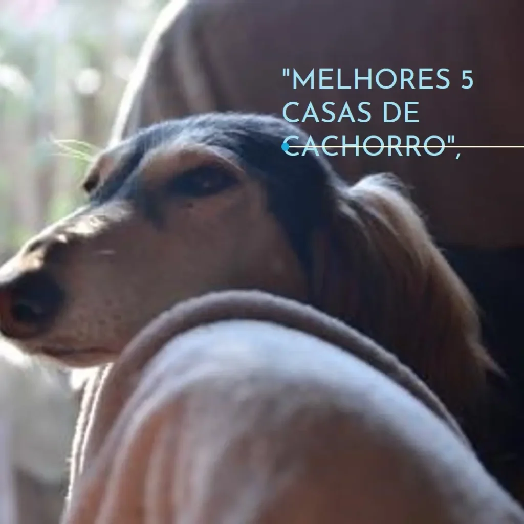 Melhores 5 casas de cachorro