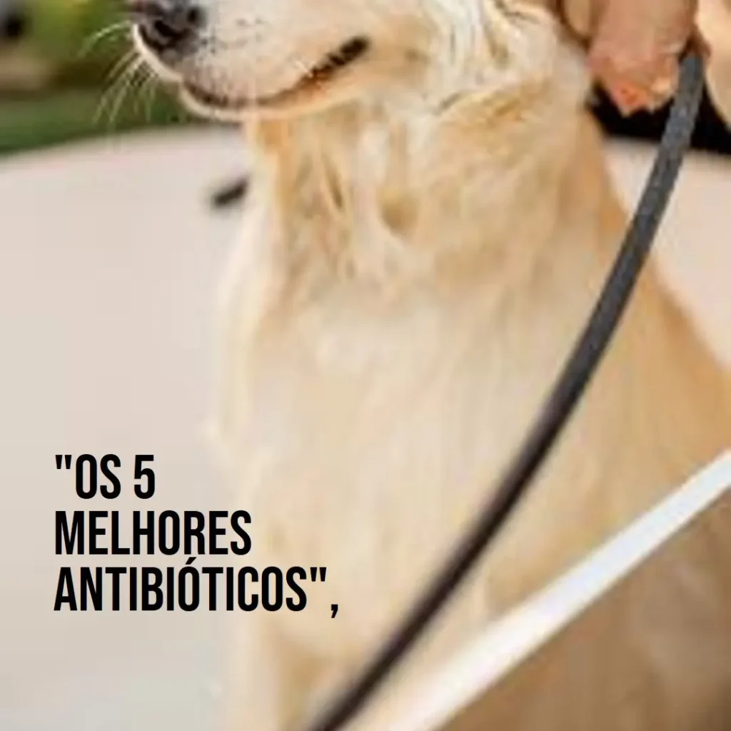 Lista de 5 Melhores: antibiótico para dermatite canina
