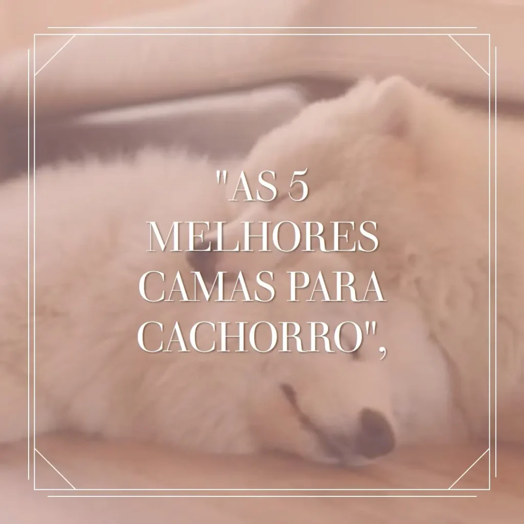 As 5 Melhores Opções de cama cachorro