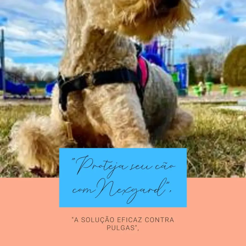 Antipulgas Nexgard para Cães de 25,1 a 50kg
