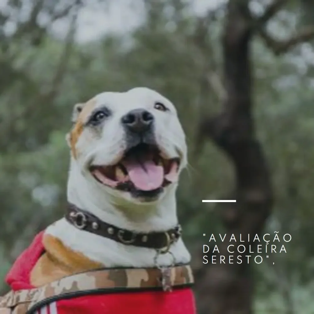 Coleira Seresto Antipulgas Cães Acima 8kg: Proteção Prolongada